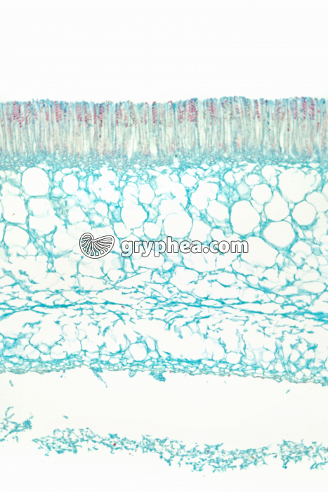 Pézize CT x15 - gryphea.com